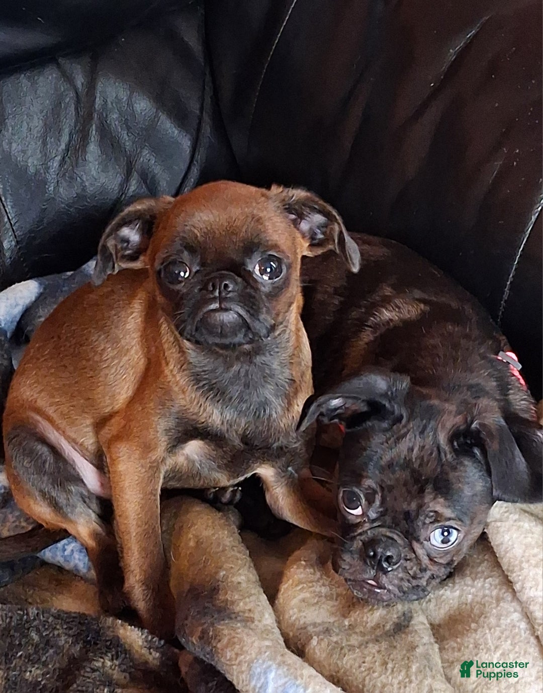 Mixed Breed dogs for sale: Coco - Ad 2