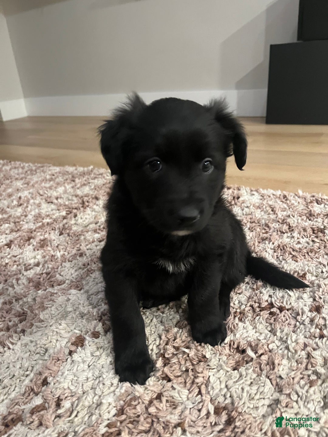 Mixed Breed dogs for sale: Belle - Ad 4