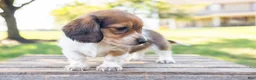 Miniature Dachshund dogs for sale: Huxley - Ad 6