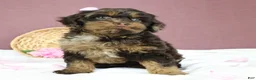 Cockapoo dogs for sale: Magdalena 🍓 - Ad 8