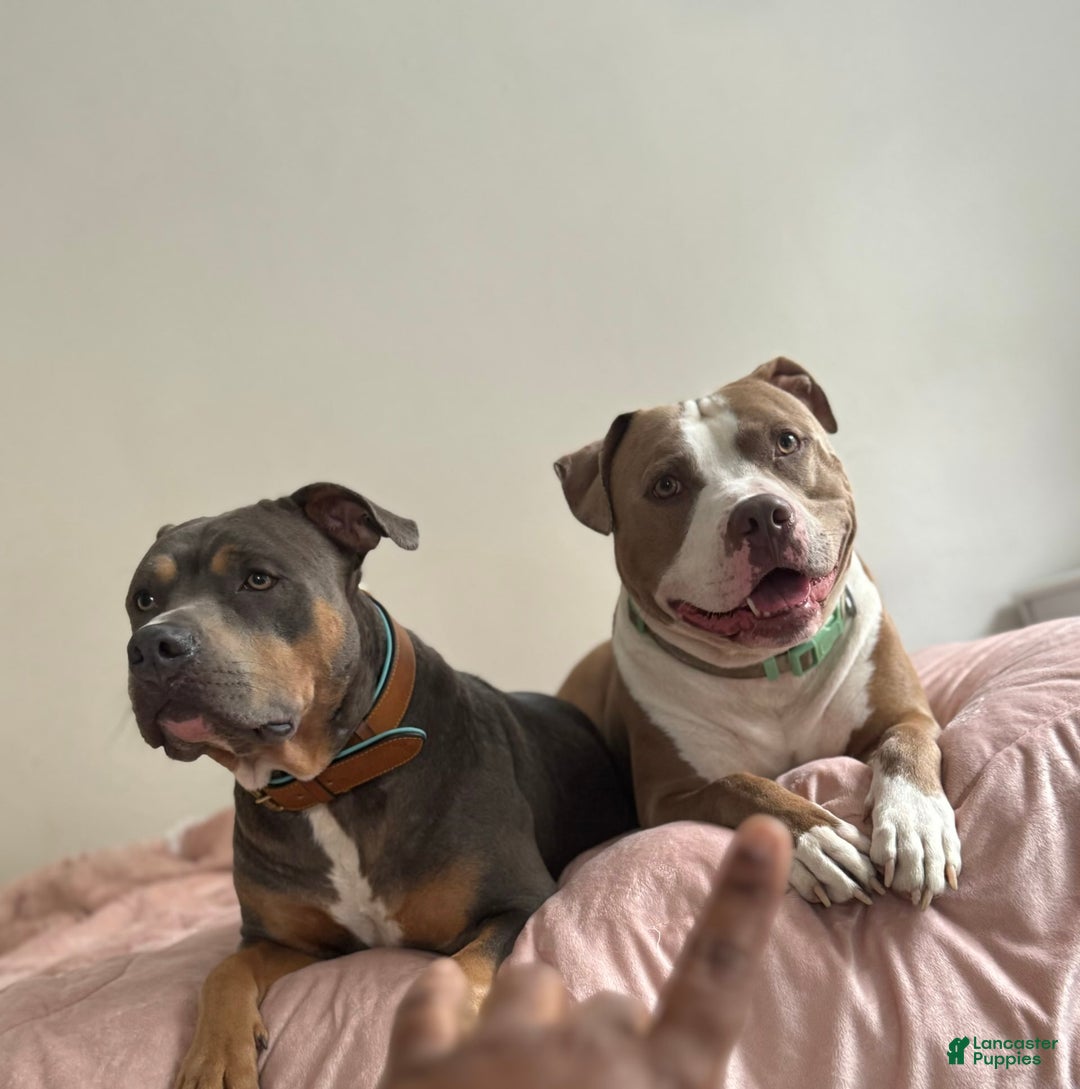 Bare en repost, jeg vil avle pitbullen min. Han er en 6-7 år gammel blå  fawn brindle. Håper å avle ham med en blå pit. Kommenter hvis interessert  og i Texas, takk. :, image size:1080x1089