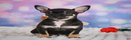 Chihuahua dogs for sale: Boone - Ad 14