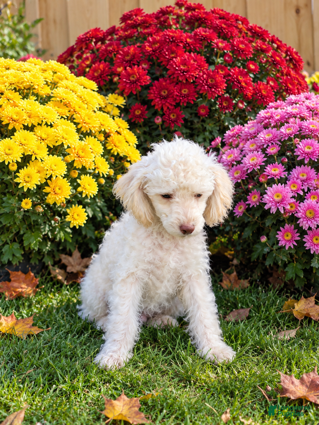 Toy Poodle dogs for sale: Simon 5lbs neutered  - Ad 25