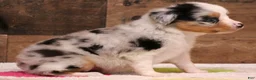 Toy Australian Shepherd dogs for sale: Candy blue merle  - Ad 3