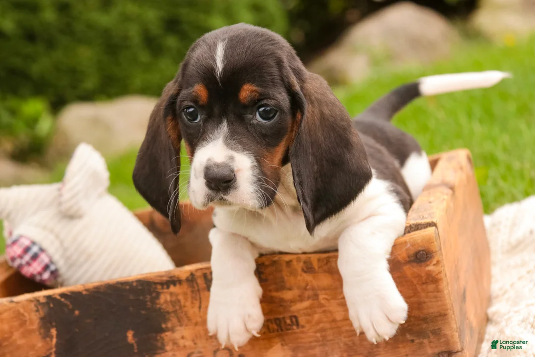 Basset Hound dogs for sale: Millicent - Ad 2