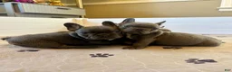 French Bulldog dogs for sale: Rex - Ad 6