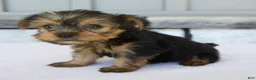 Yorkshire Terrier dogs for sale: Penny - Ad 5