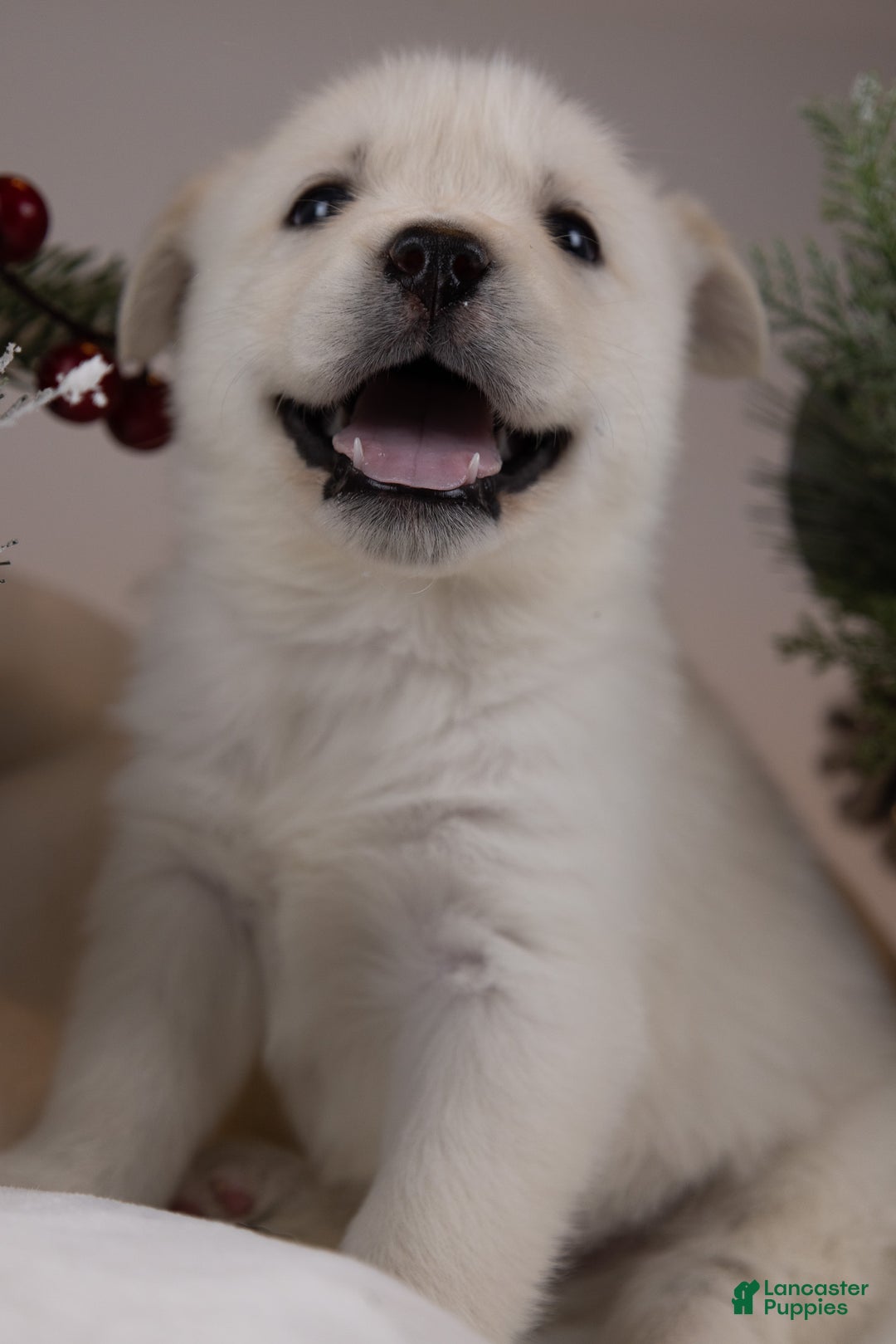 Goberian dogs for sale: Pearl - Ad 3