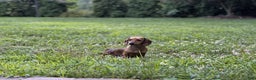 Miniature Dachshund dogs for sale: Cooper - Ad 7