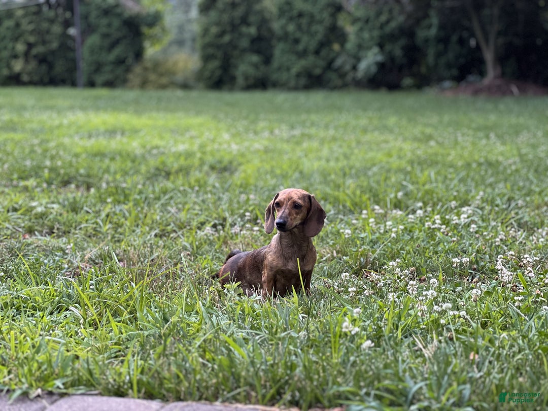 Miniature Dachshund dogs for sale: Cooper - Ad 7