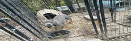 American Bully dogs for sale: American Bully 1 - Ad 8