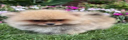 Pomeranian dogs for sale: Benny - Ad 4