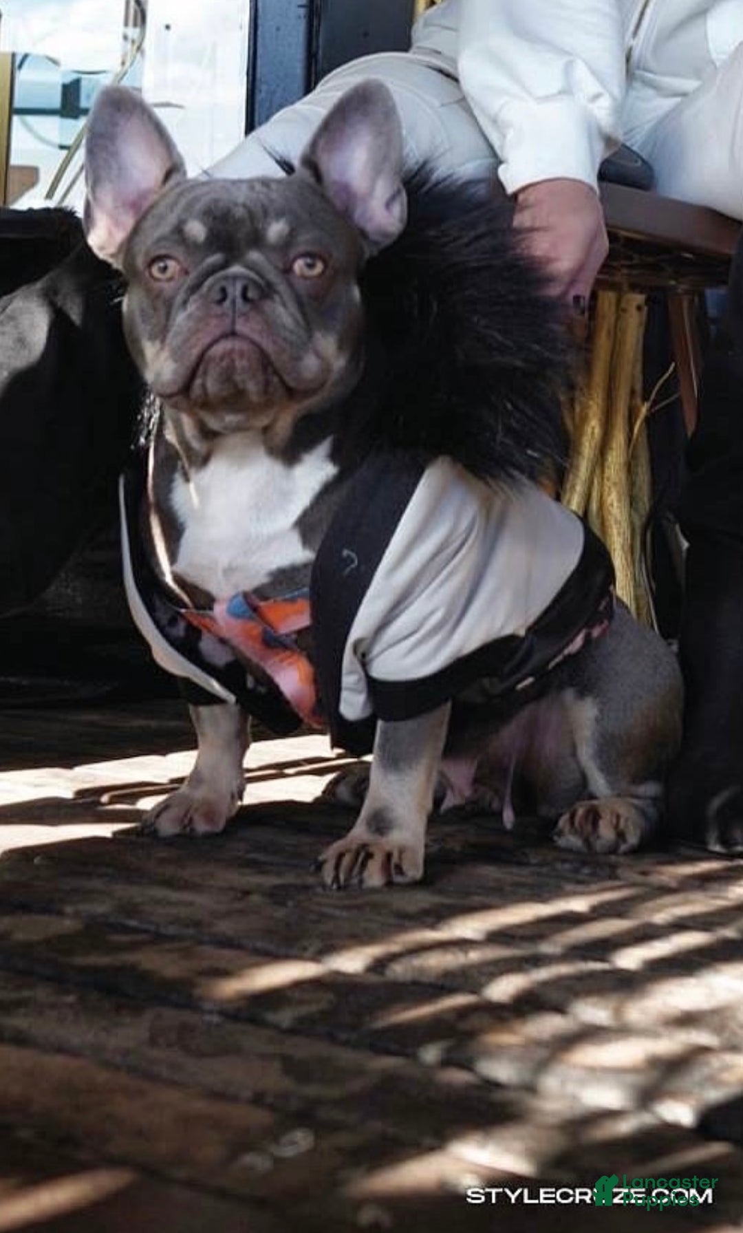 French Bulldog dogs for sale: French Bulldog Puppy 2 - Ad 6