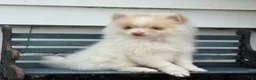 Pomeranian dogs for sale: Wilder - Ad 3