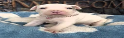 American Bully dogs for sale: "DOLLY PARTON" - Ad 4