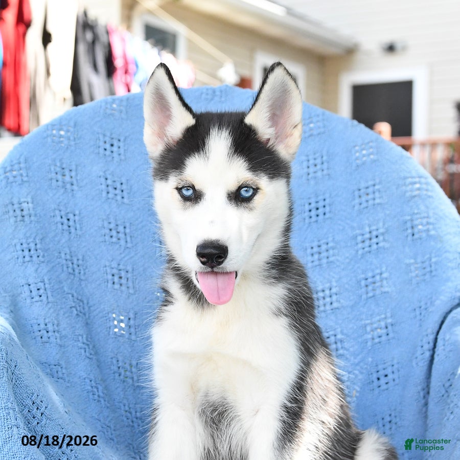 Siberian Husky dogs Barbie - Ad 2