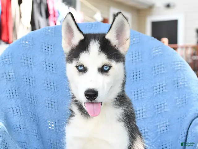 Siberian Husky dogs Barbie - Ad 2