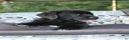 Labrador Retriever dogs for sale: Violet - Ad 4
