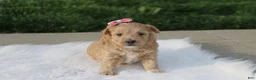 Maltipoo dogs for sale: Blair  - Ad 4