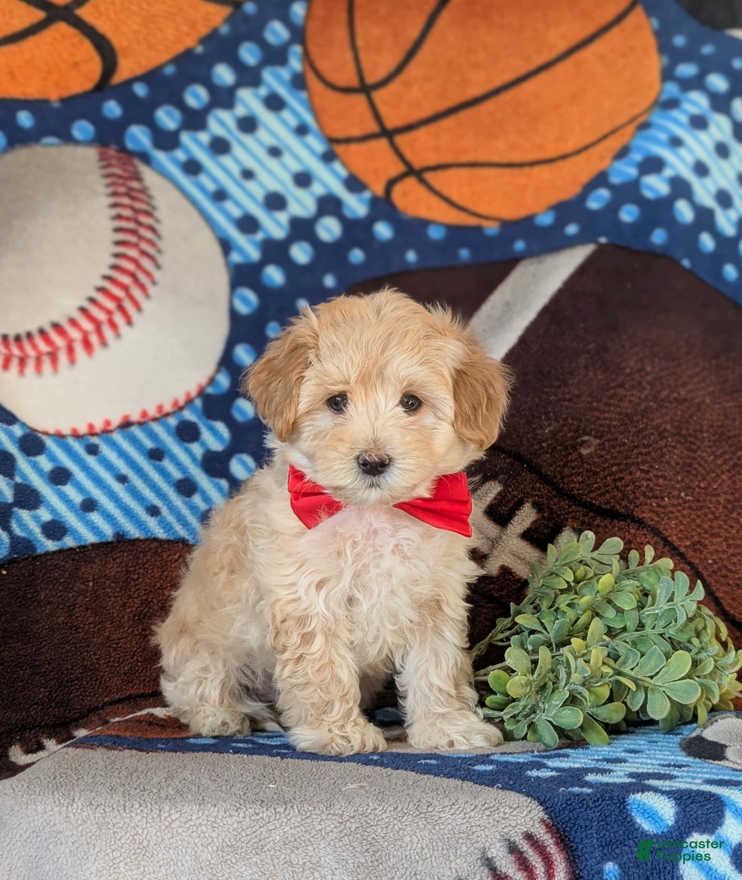 Maltipoo dogs for sale: Corbett - Ad 5