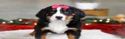 Bernese Mountain Dog dogs for sale: Katy - Ad 6