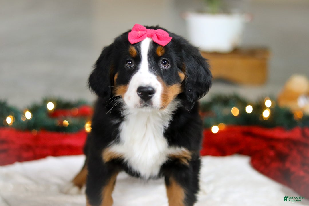 Bernese Mountain Dog dogs for sale: Katy - Ad 6