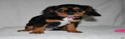 Cavalier King Charles Spaniel dogs for sale: Tessa - Ad 5