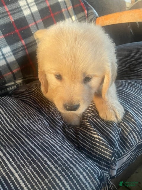 Golden Retriever dogs Purple collar boy. - Ad 1