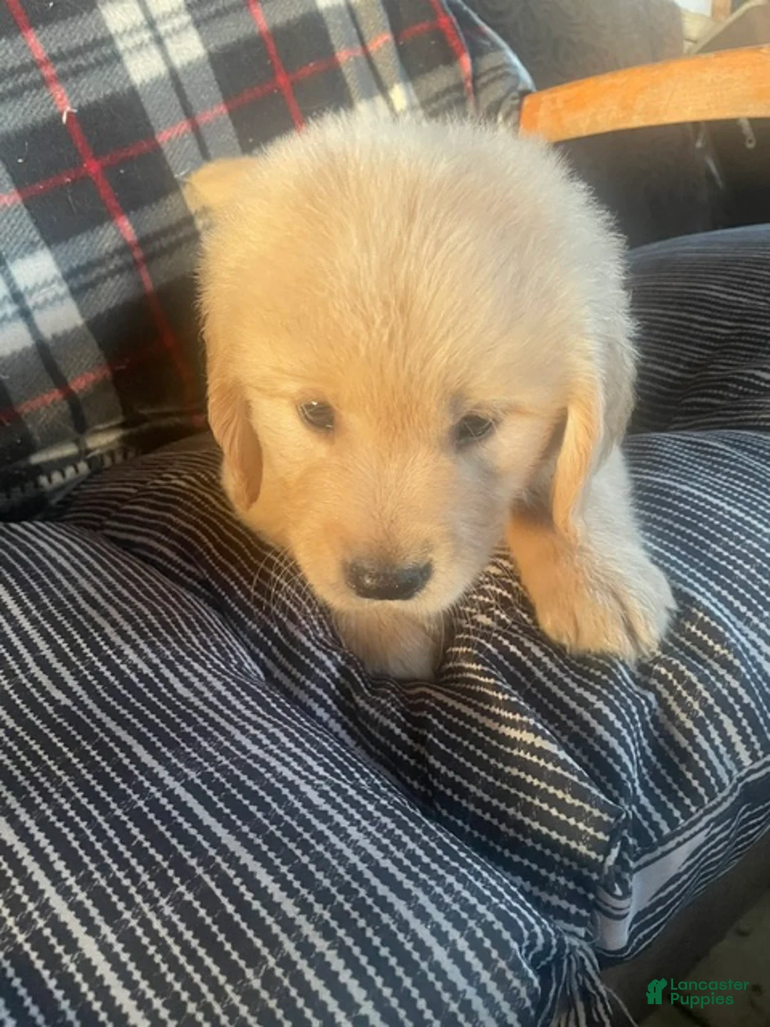 Golden Retriever dogs for sale: Purple collar boy. - Ad 1