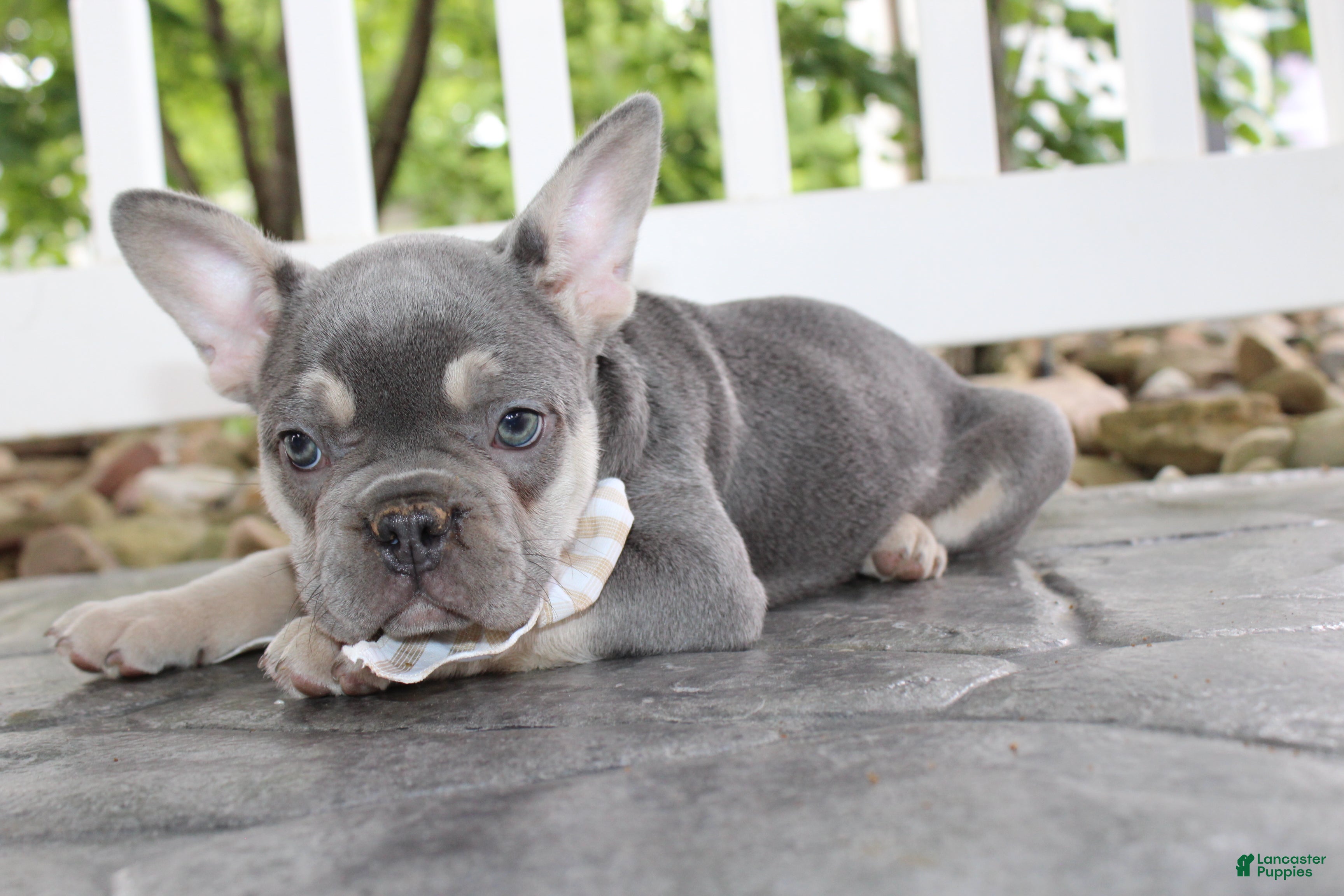 French Bulldog dogs for sale: AKC Harper - Ad 7