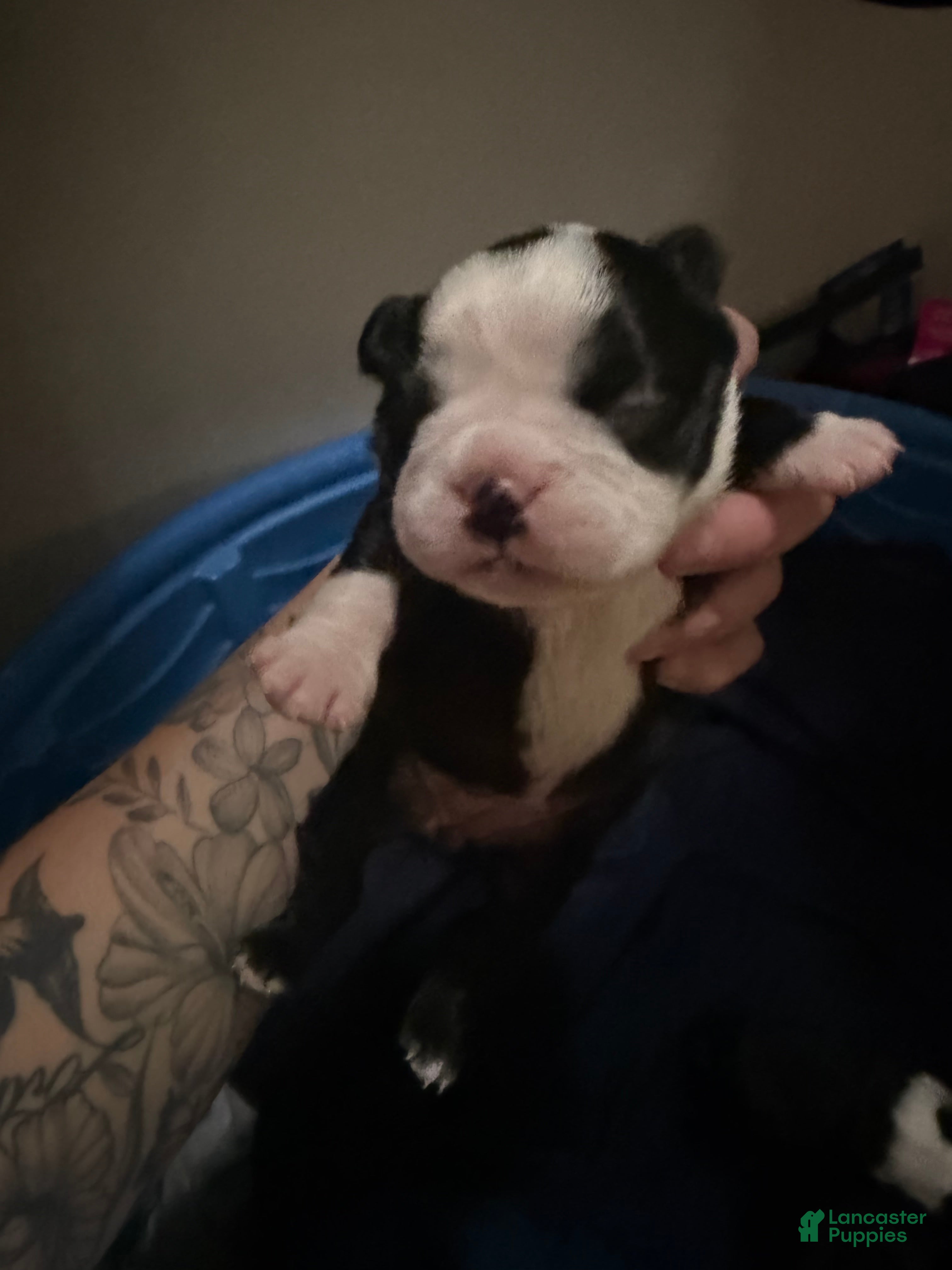 Boston Terrier dogs Boston Terrier 5 - Ad 9