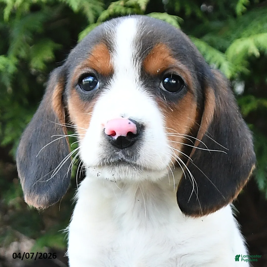 Beagle dogs for sale: Copper - Ad 2