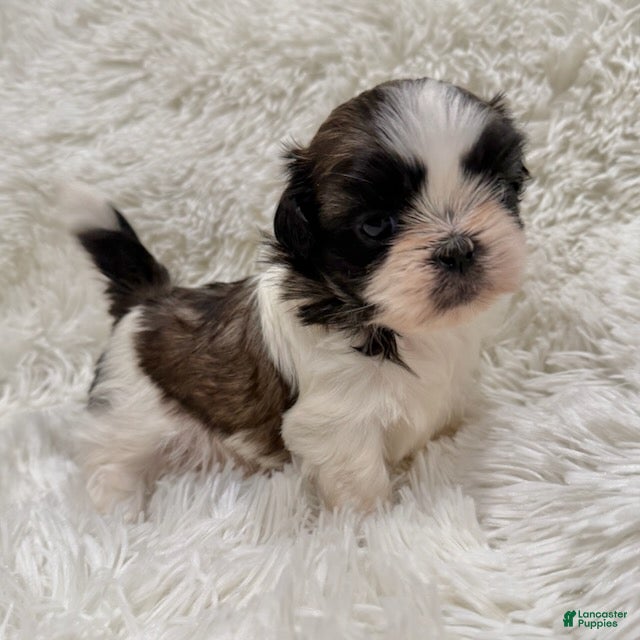 Shih Tzu dogs Chloe - Ad 1