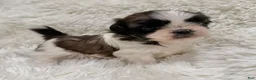 Shih Tzu dogs for sale: Chloe - Ad 1