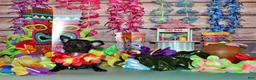 Chihuahua dogs for sale: Kincaid - Ad 4