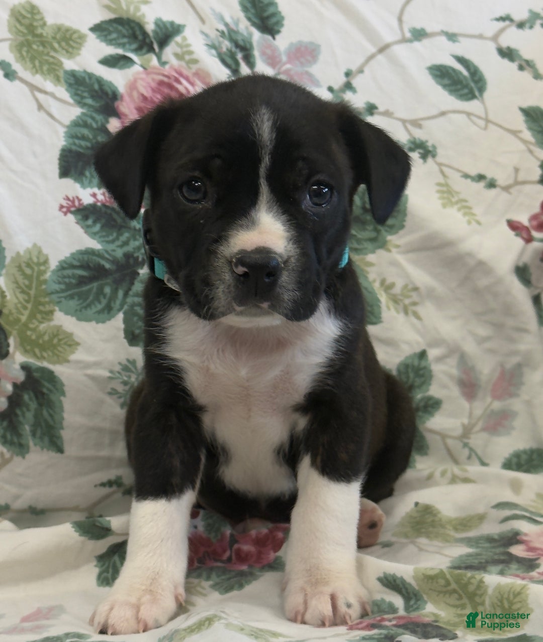 Mixed Breed dogs for sale: Marshall - Ad 2