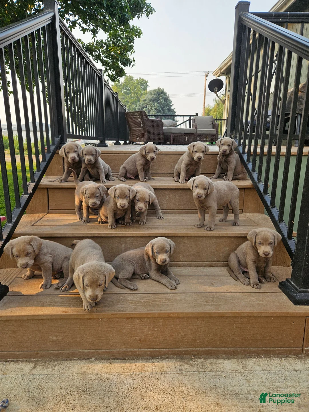 Labrador Retriever dogs for sale: Labrador Retriever 3 - Ad 3