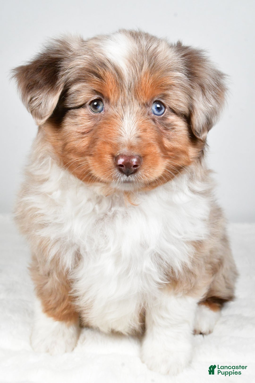 Miniature Australian Shepherd dogs for sale: Rita - Ad 1