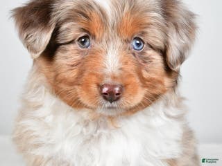 Miniature Australian Shepherd dogs Rita - Ad 42