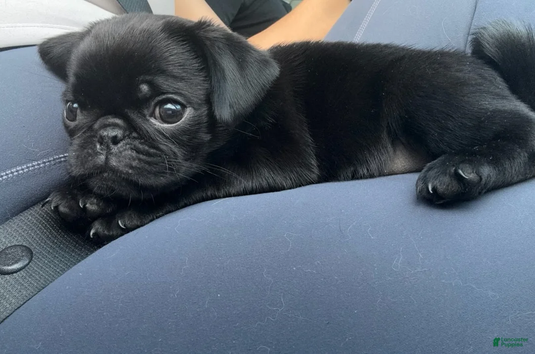 Pug dogs for sale: Everest - Ad 1