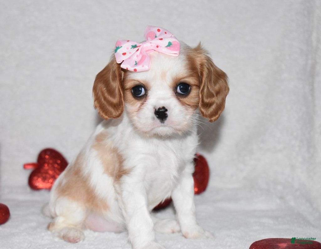Cavalier King Charles Spaniel dogs Octavia  - Ad 35