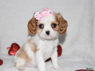 Cavalier King Charles Spaniel dogs Octavia - Ad 14