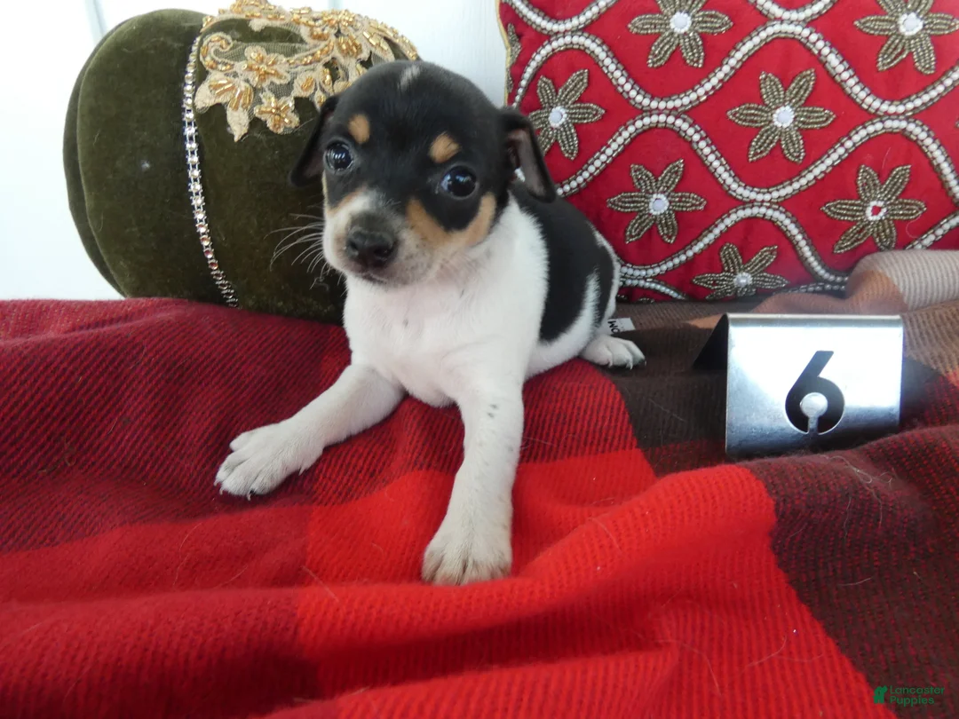 Chihuahua dogs for sale: Chihuahua 6 Tooley - Ad 2