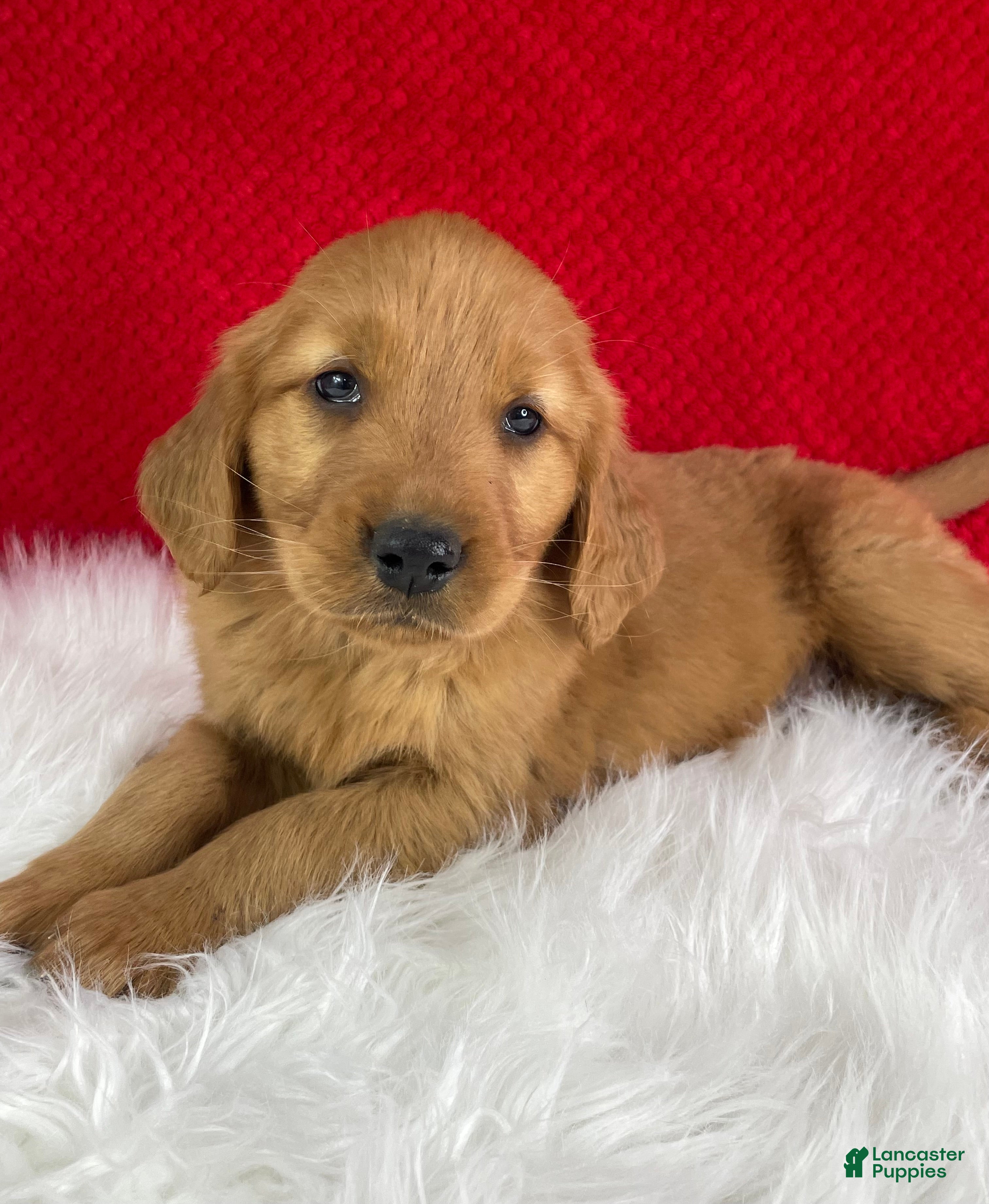 Golden Retriever dogs River - Ad 2