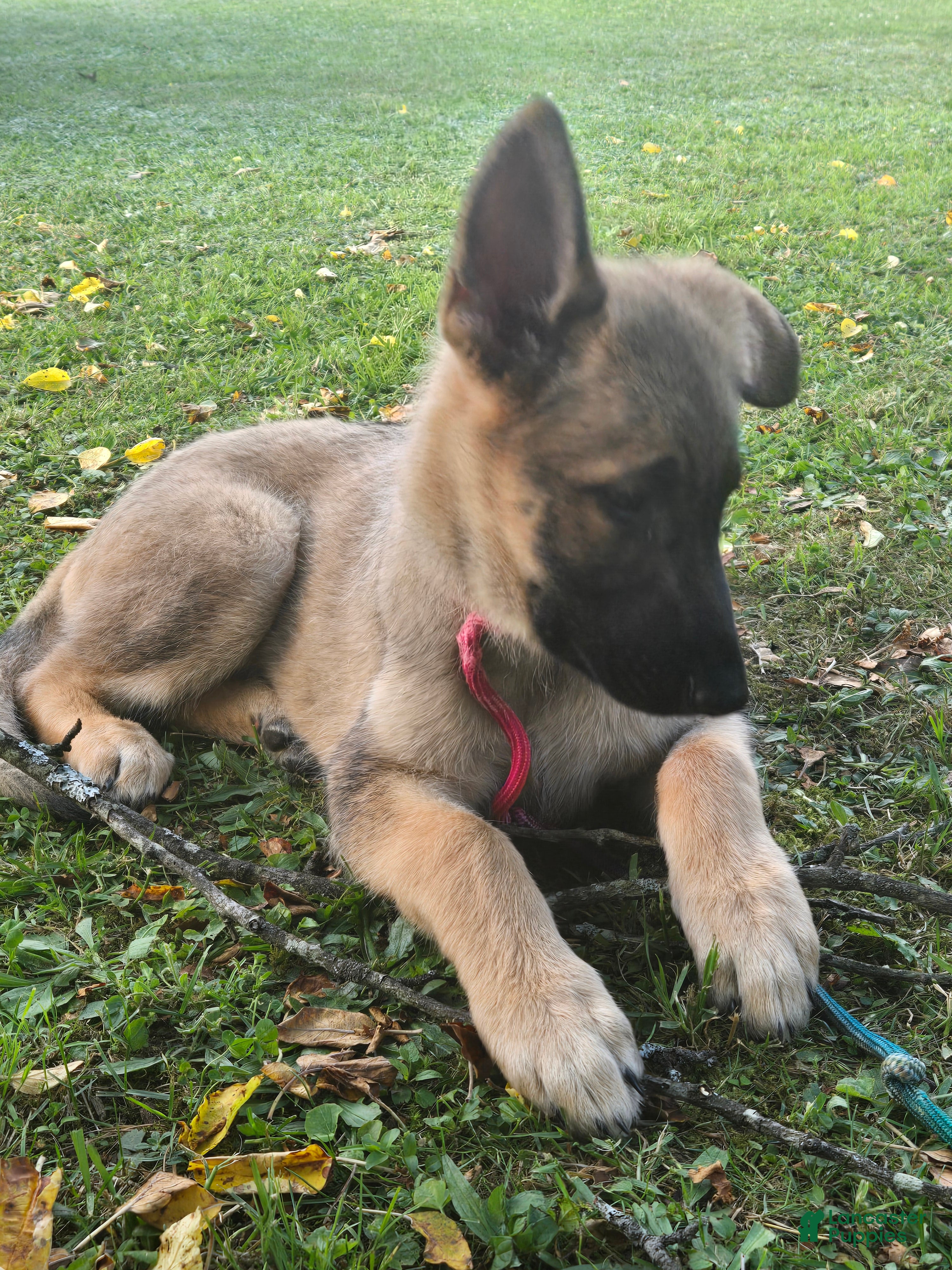 German Shepherd dogs Tango - Ad 2
