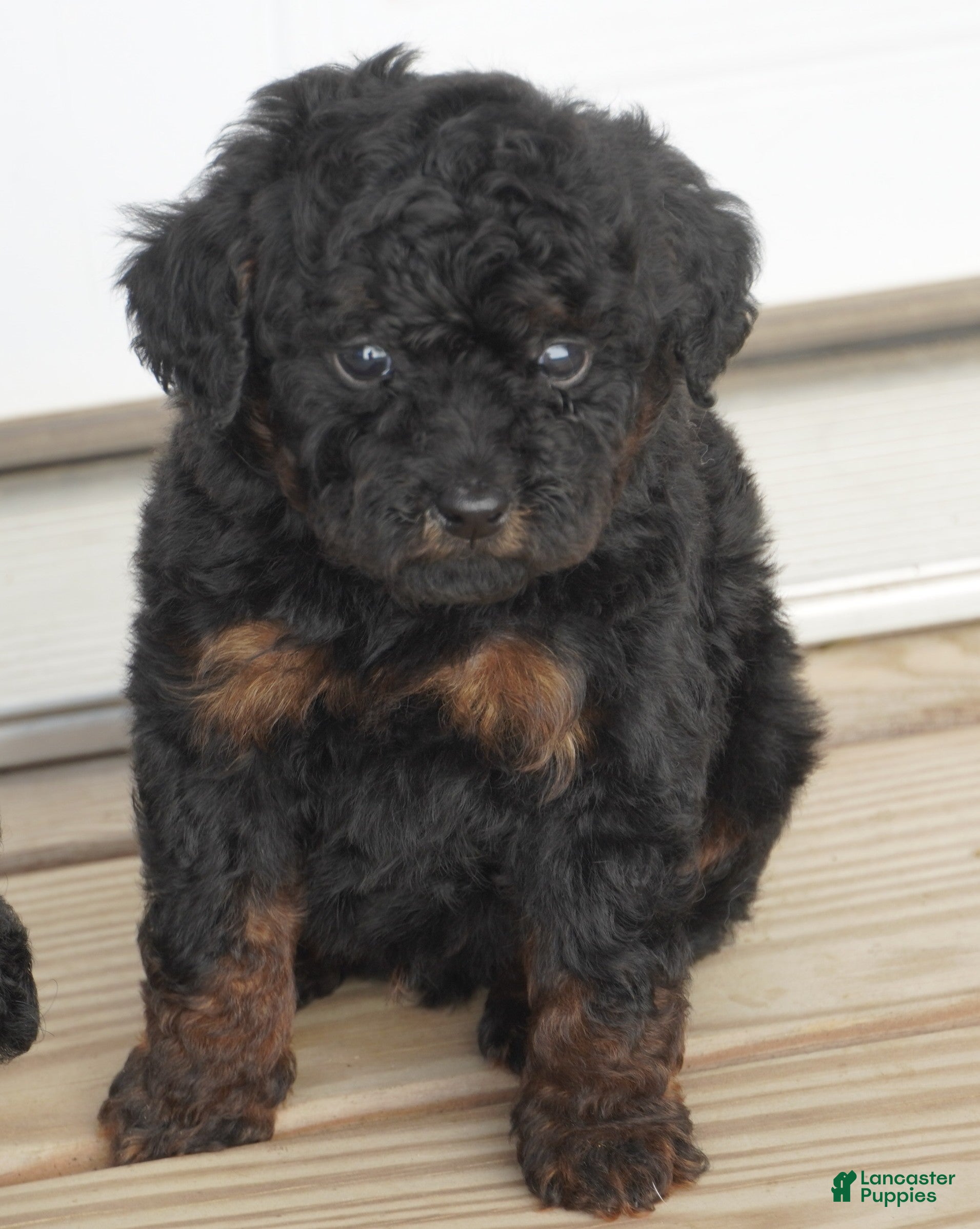 Toy Poodle dogs for sale: Black Red Phantom - Ad 4