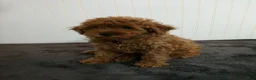 Toy Poodle dogs for sale: Tiger - Ad 2