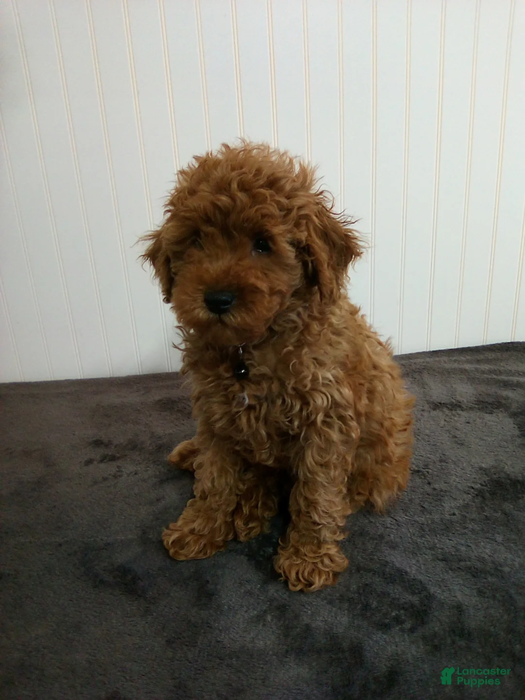 Toy Poodle dogs for sale: Tiger - Ad 2