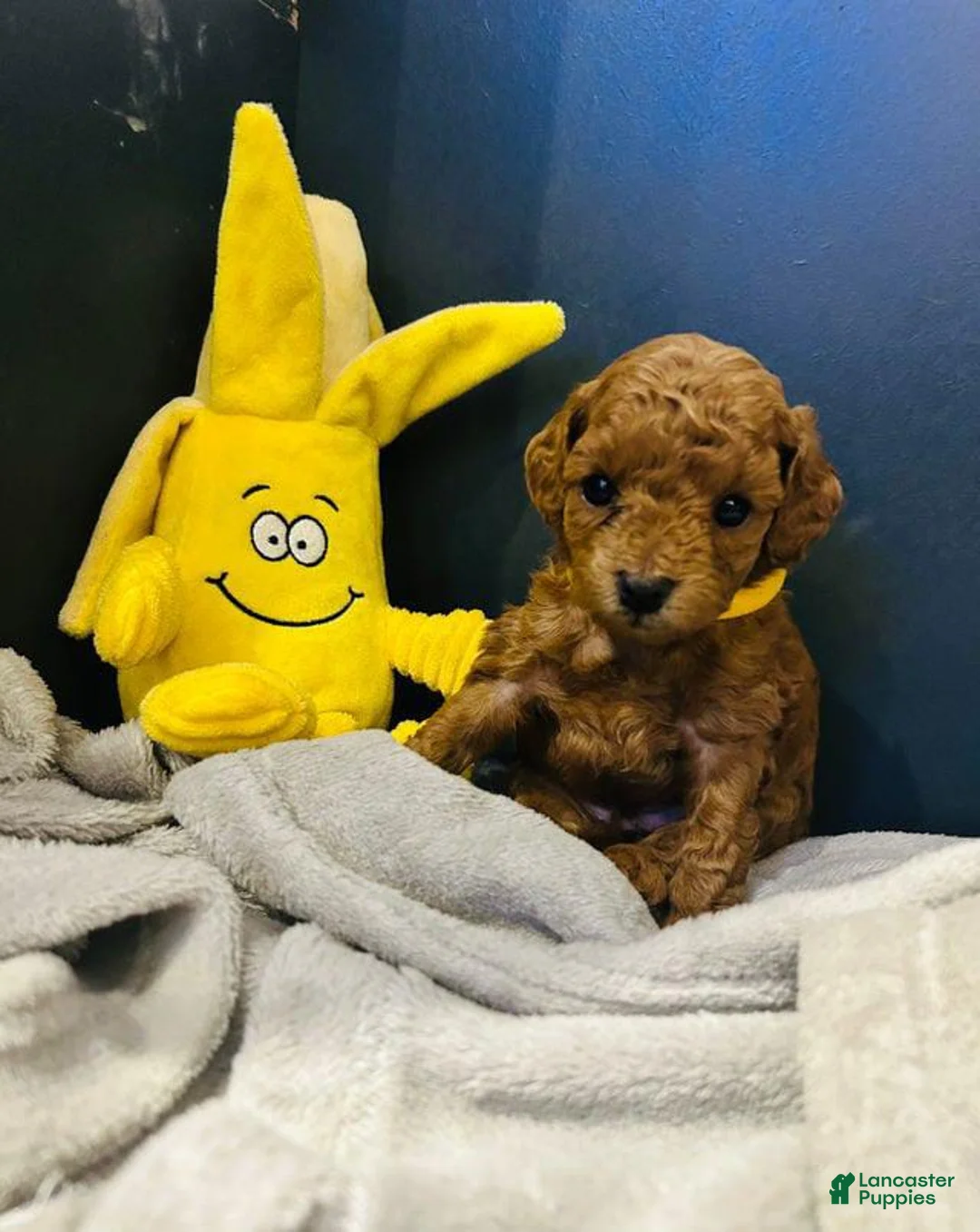 Toy Poodle dogs for sale: Sally - Ad 2