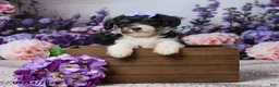 Corgipoo dogs for sale: Donna - Ad 6
